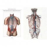 Атлас анатомии человека. Все органы человеческого тела